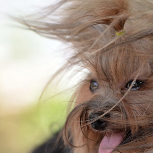 Снимка за ветровито време утре