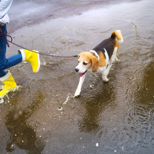 Снимка за дъждовно време утре