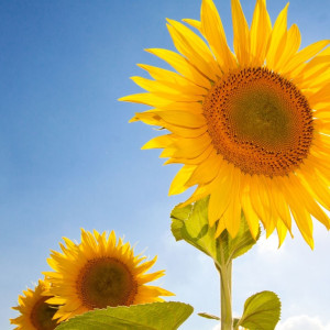 Снимка за слънчево време утре